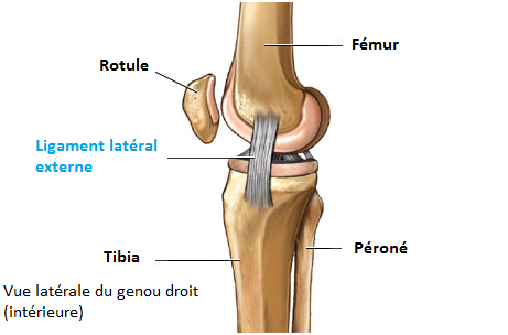Vue latérale du genou droit (intérieure)