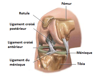 Les ligaments du genou